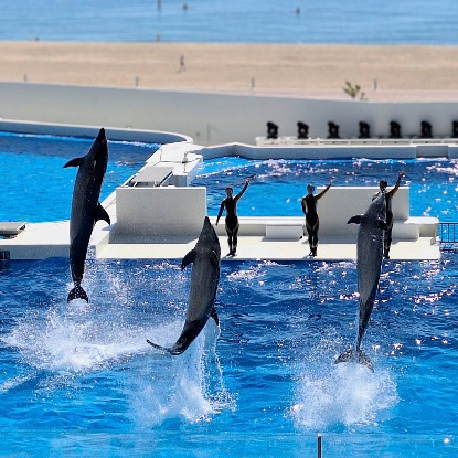 シーワールドイルカショーの様子