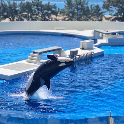 シーワールドシャチショーの様子